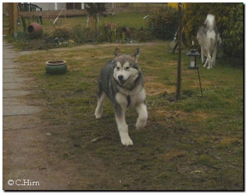 Aleshanee 2-2009 003.jpg